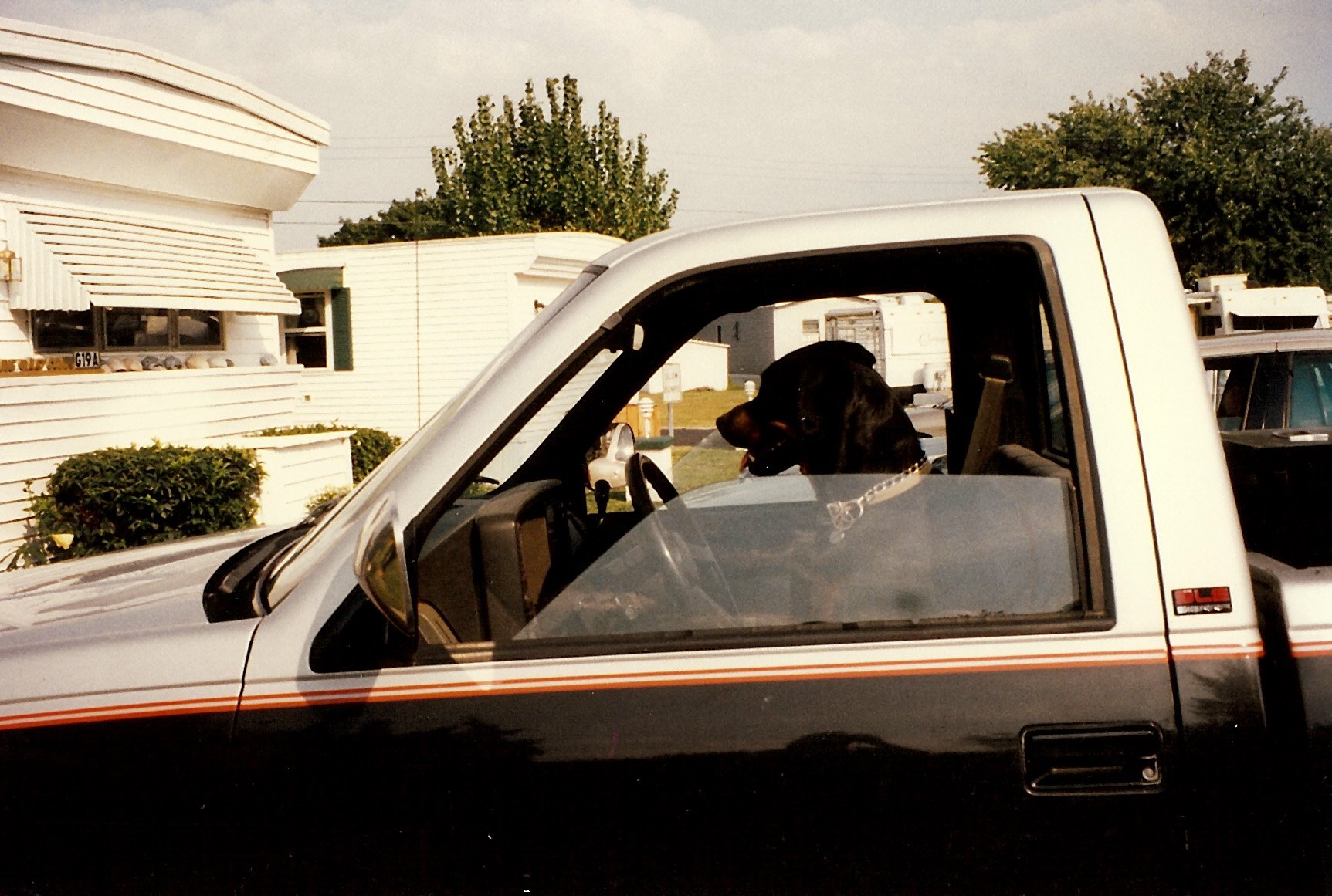 A black and tan dog sits behind the open driver’s window of a pickup truck